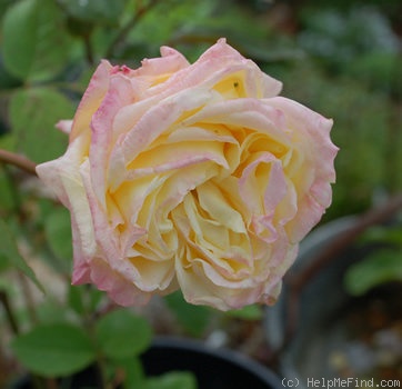 'Blumenschmidt' rose photo