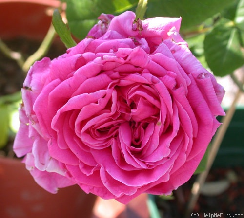 'Surville' rose photo