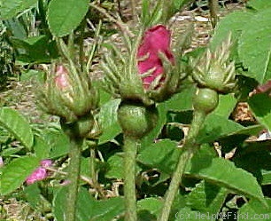 'La Belle Sultane' rose photo