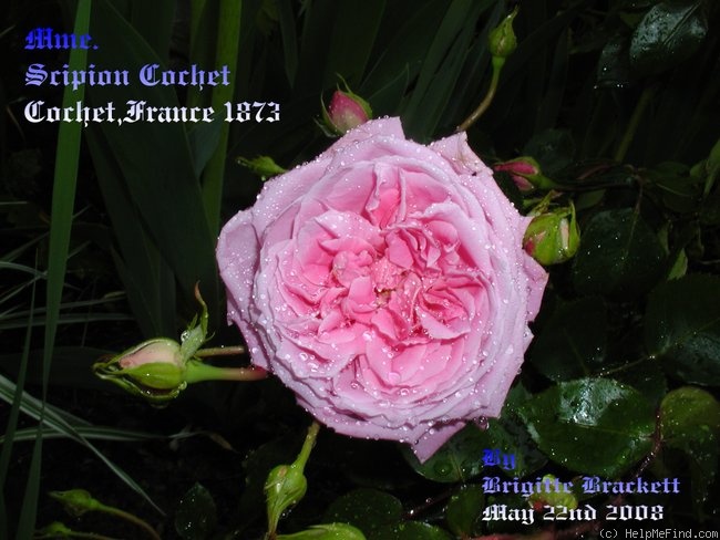 'Madame Scipion Cochet (hybrid perpetual, Cochet, 1872)' rose photo