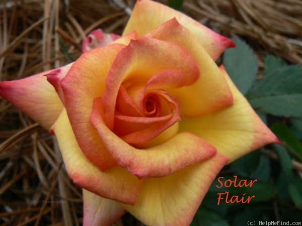 'Solar Flair (mini-flora, Benardella 2004)' rose photo