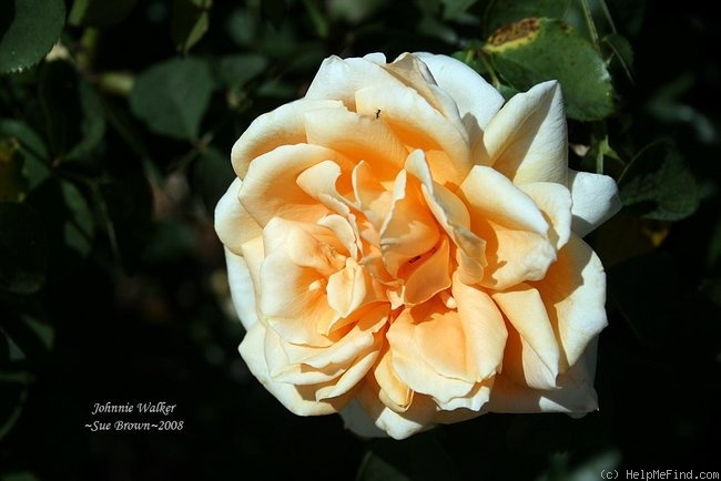 'Johnnie Walker' rose photo