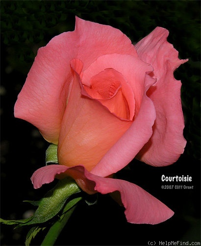 'Courtoisie ®' rose photo