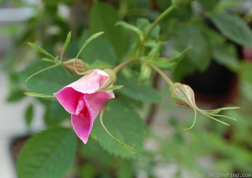 '<i>Rosa californica</i> 'Plena'' rose photo