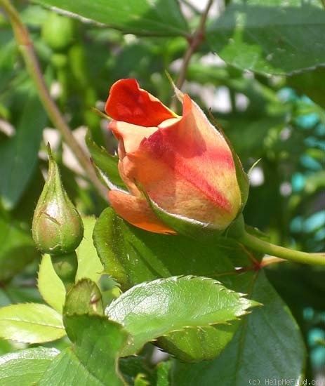 'Chocolate Ruffles ®' rose photo