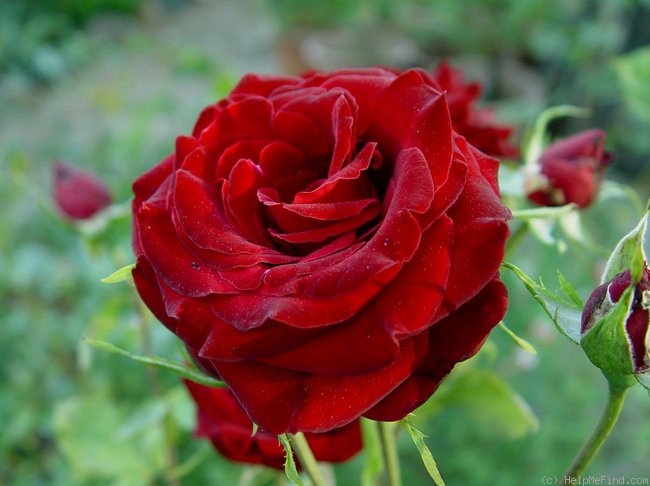 'Black Pearl (hybrid tea, Delbard 1976)' rose photo