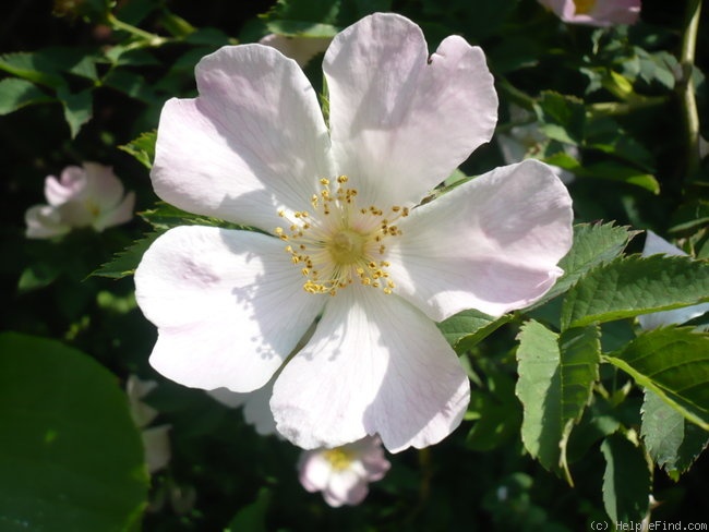 '<i>Rosa canina</i> L.' rose photo