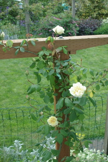 'Belle Lyonnaise (tea, Levet, 1869)' rose photo