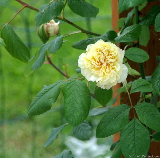 'Belle Lyonnaise (tea, Levet, 1869)' rose photo