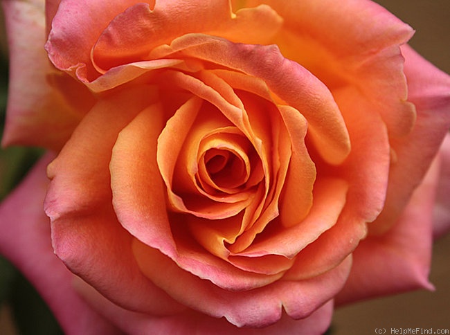 'Patchwork' rose photo