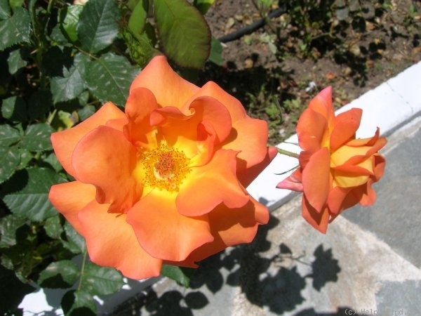 'Dawn Chorus' rose photo