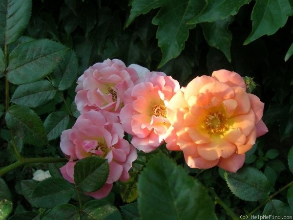 'Old John ™' rose photo