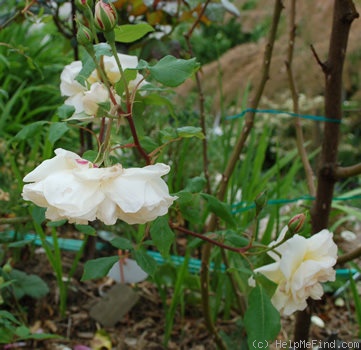 'Desprez à Fleur Jaune' rose photo