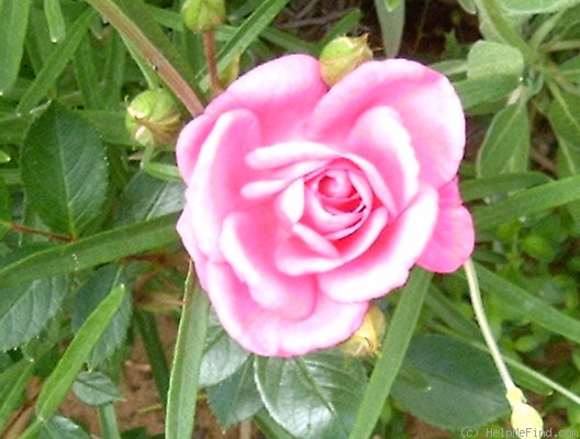 'Kistétény' rose photo
