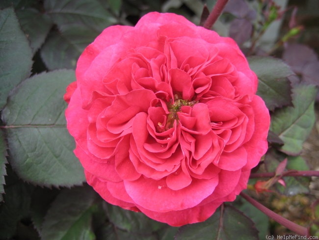 Rosemary Rose Rose