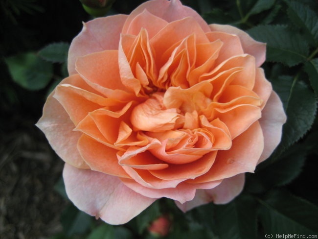 'Julie Link (Miniature, Moore, 2005)' rose photo