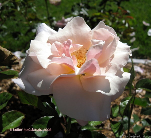 'Audrey Hepburn' rose photo