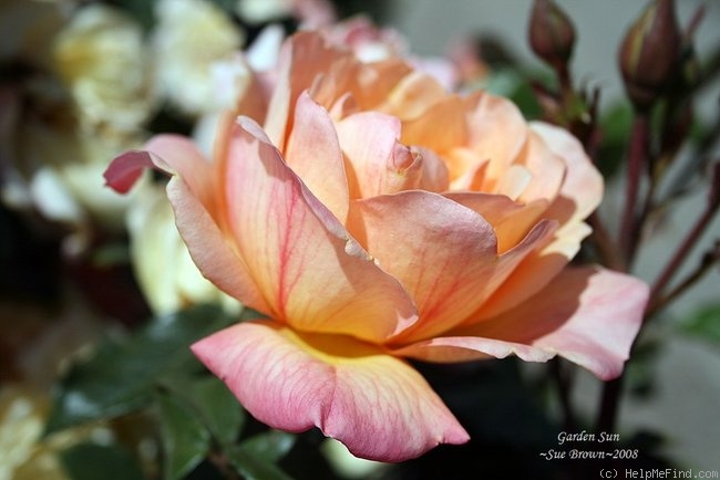 'Garden Sun' rose photo