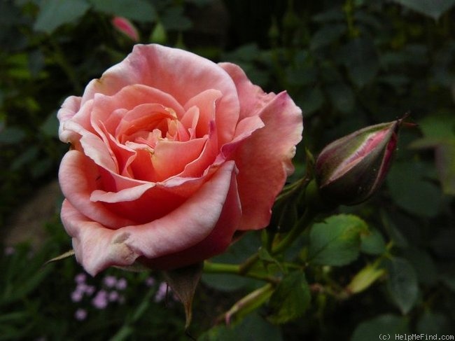'PEAhigh' rose photo