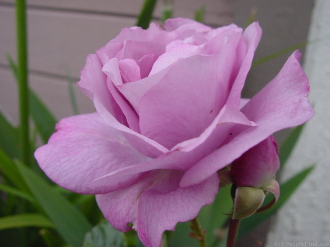 'Enchanted Evening ™' rose photo