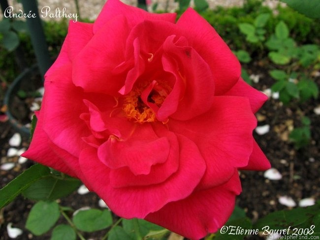 'Andrée Palthey' rose, click to enlarge 'Andrée Palthey' rose photo