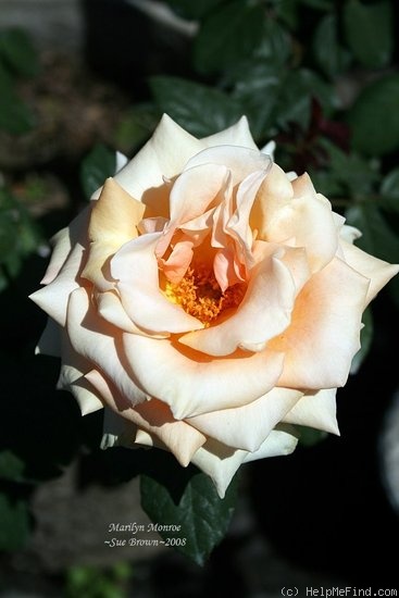 'Marilyn Monroe ™ (Hybrid Tea, Carruth, 2001)' rose photo