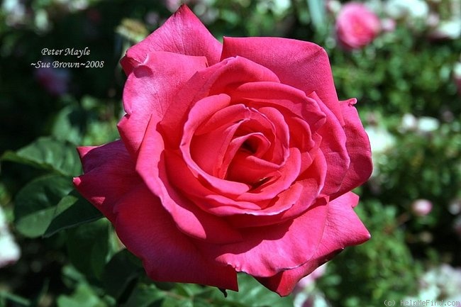 'Peter Mayle ™' rose photo