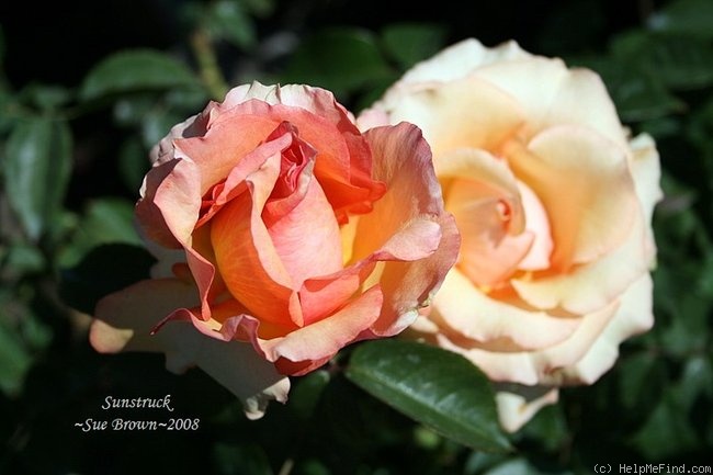 'Sunstruck ™' rose photo