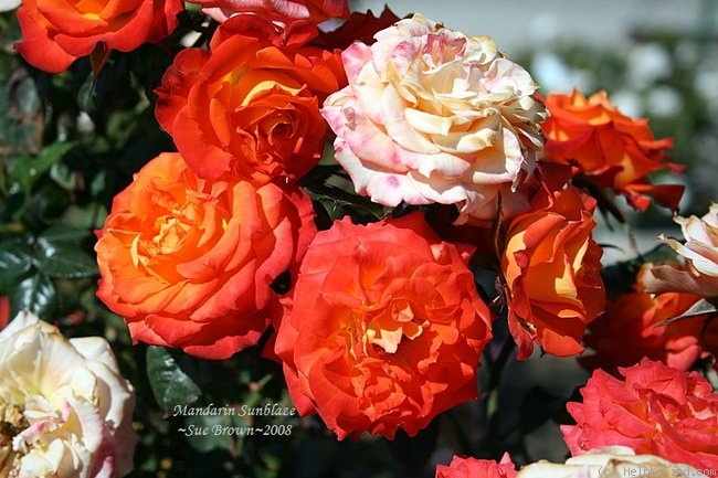 'Mandarin Sunblaze ®' rose photo