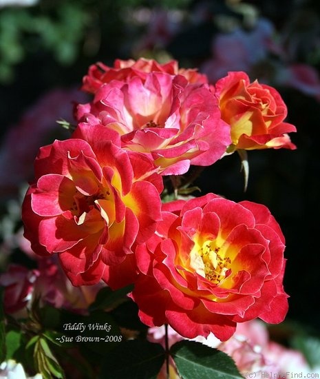 'Tiddly Winks ™' rose photo