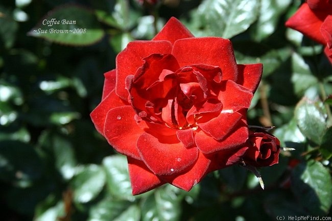 'Coffee Bean ™' rose photo