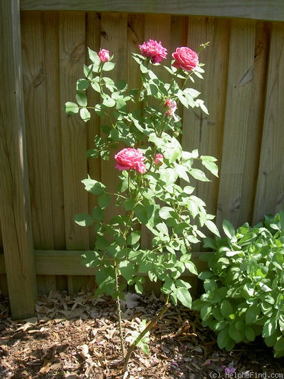 'Louise Odier (Bourbon, Margottin, 1851)' rose photo