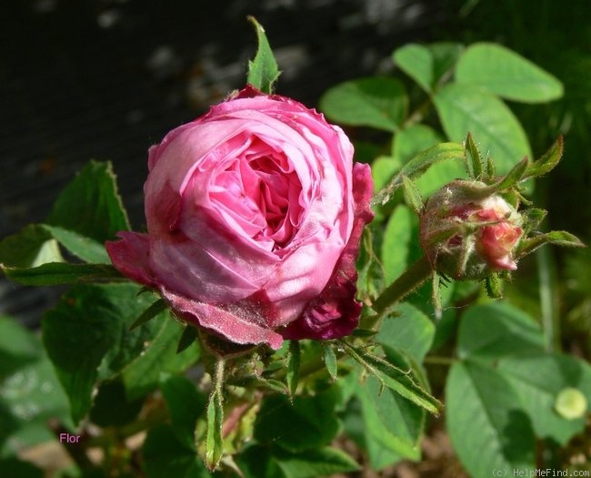 'Agar (gallica, Laffay, by 1826)' rose photo