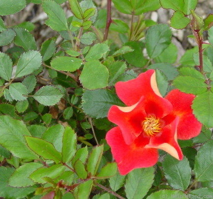 'Persian Flame' rose photo