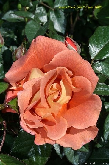 'Laura Bush ™' rose photo