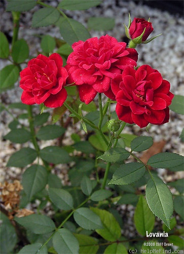 'Lovania' rose photo