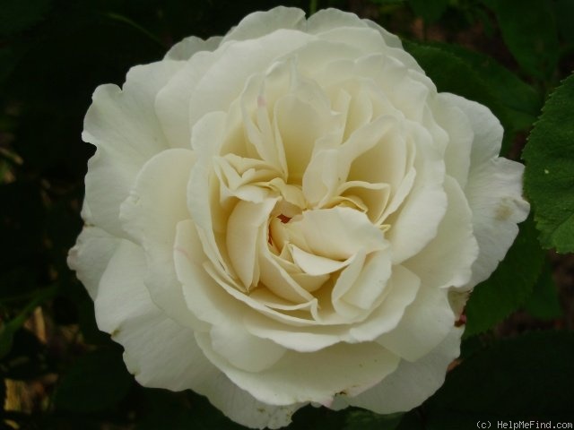 'Winchester Cathedral ®' rose, click to enlarge 'Winchester Cathedral ®' rose photo