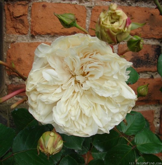 'Colonial White' rose, click to enlarge 'Colonial White' rose photo