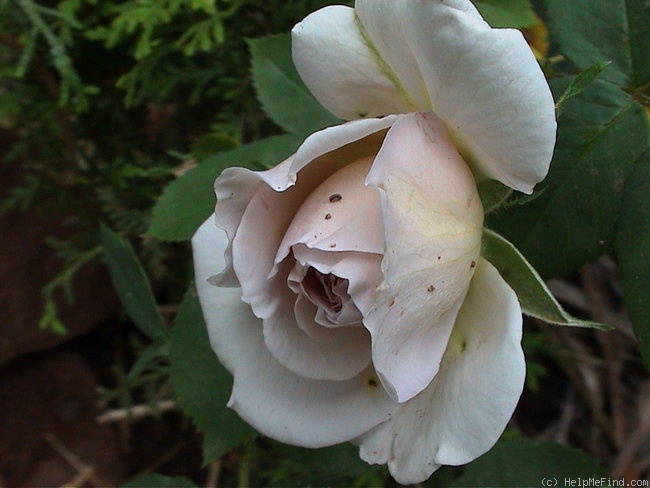 'Aschermittwoch (Large Flowered Climber, Kordes, 1955)' rose photo