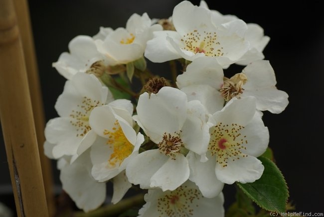 'R. rubus' rose photo