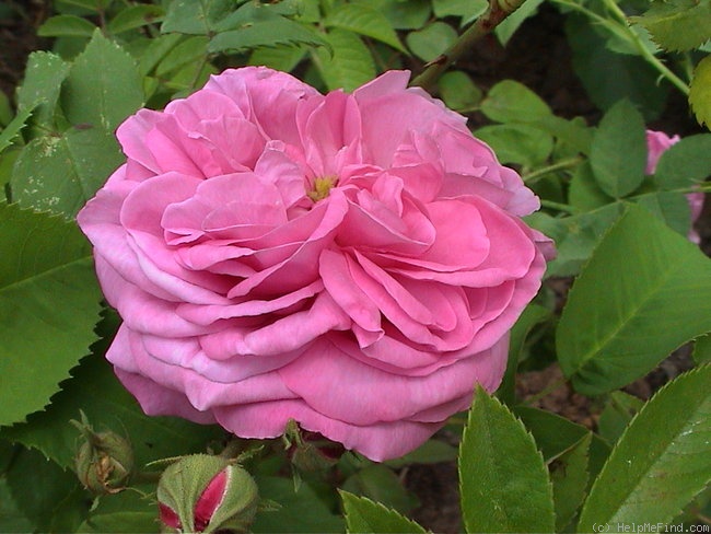 'Gros Choux d'Hollande' rose photo