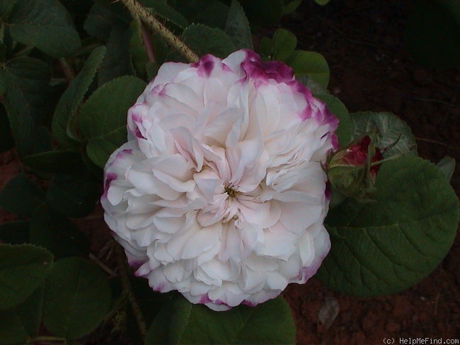 'Léda (damask, Unknown before 1818)' rose photo