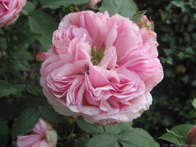 'Madame Ernest Calvat' rose photo