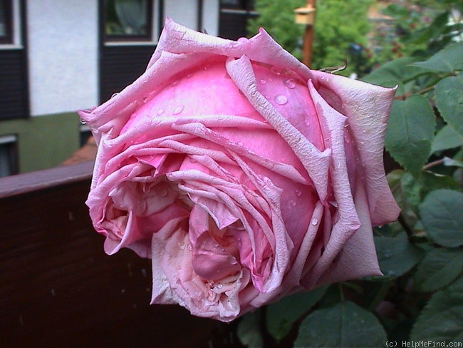 'Rhodologue Jules Gravereaux' rose, click to enlarge 'Rhodologue Jules Gravereaux' rose photo