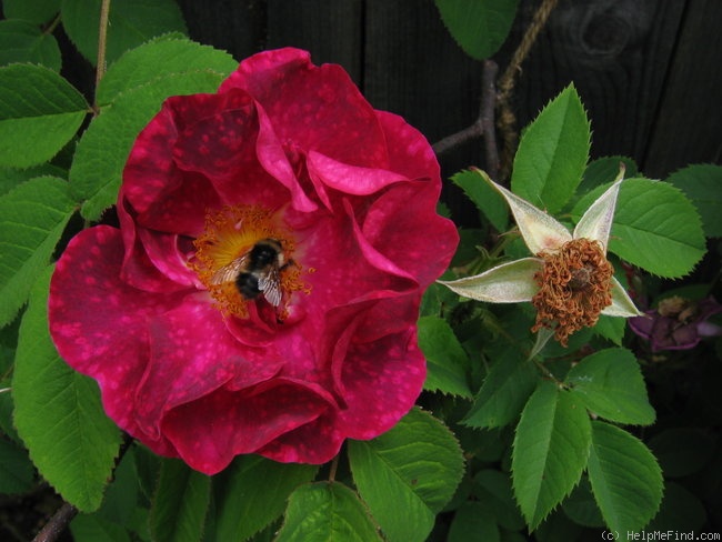 'Alain Blanchard (hybrid gallica, Vibert, 1839)' rose photo