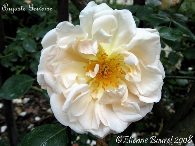 'Auguste Gervaise' rose photo
