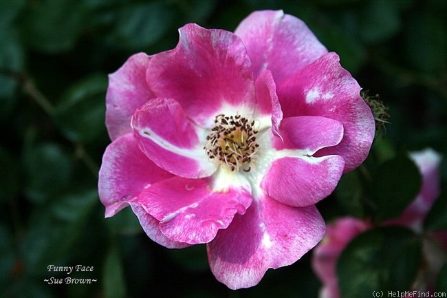 'Funny Face ™' rose photo