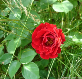 'Champlain' rose photo
