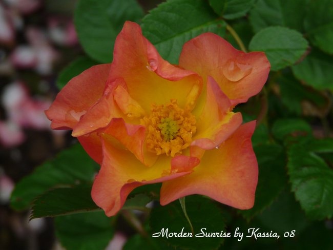 'Kassia's Rose Garden in Framingham, MA'  photo