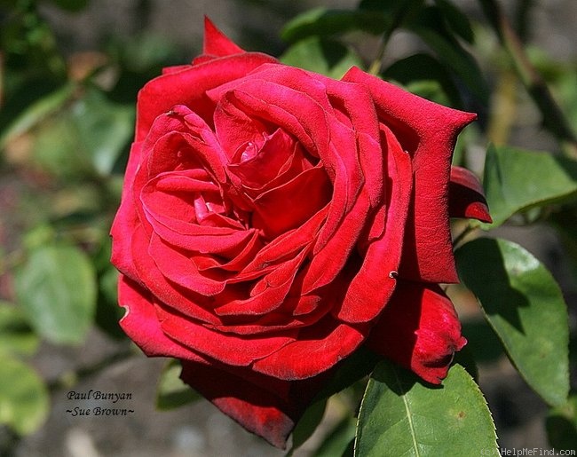 'Paul Bunyan' rose photo